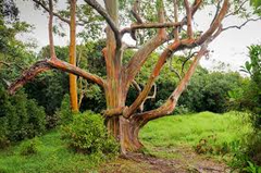 40 Rainbow Eucalyptus Seeds (Eucalyptus deglupta) - Vibrant Colorful Gum Tree, Fast-Growing, Tropical Evergreen, Unique Landscaping Plant