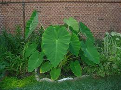 15 Colocasia Esculenta Bulbs - Elephant Ear Taro, Gabi, Kalo, Eddo - Ready to Grow, Tropical Plants