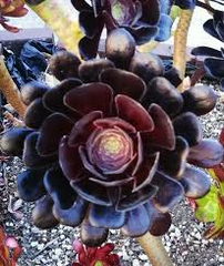 1 Aeonium Arboreum 'Black Rose' Cutting 3-5 Inch Long | Dark Burgundy Succulent | Easy Care | Full Sun/Partial Shade