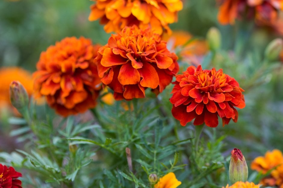 Tagetes patula French Fireball Marigold Seeds – 25+ Vibrant Red & Gold Blooms for Garden and Borders