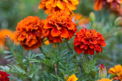 Tagetes patula French Fireball Marigold Seeds – 25+ Vibrant Red & Gold Blooms for Garden and Borders