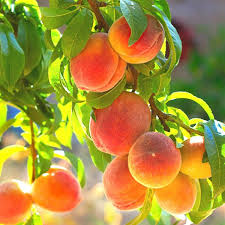 1 Fresh Unroot Cutting(s) of Belle of Georgia Peach | Prunus Persica | High-Yield Fruit Tree