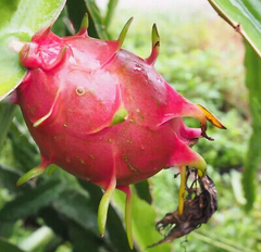 5pcs Rooted White Dragon Fruit Cuttings – Live Plant, Ready to Plant