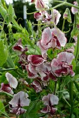 25+ Renardii Geranium Seeds – Textured Foliage & Pale Violet Flowers for Garden Planting, Drought-Tolerant Perennial – USA