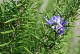 Rosemary Herb Seeds – 100mg for Planting, Woody Aromatic Perennial, Culinary Favorite, Great for Roasting, Grilling & Herb Gardens