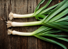 200 American Flag Leek Seeds – Allium ampeloprasum – Heirloom, Cold-Hardy, Perfect for Soups