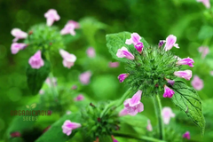 Florida Calamint Seeds (Clinopodium dentatum) | 25 Seeds | Fragrant Perennial Herb for Pollinators, Tea, and Drought-Tolerant Gardens