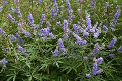 20 Chaste Tree Seeds – Vitex agnus-castus, Hardy Lilac Flowers, Deer Resistant, Attracts Butterflies & Bees, Zones 6-9, Fast Growing
