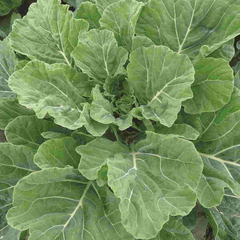 2,000 Georgia Collard Seeds – Heirloom, Non-GMO, Cold & Heat Tolerant,