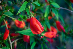 Red Turk's Cap Starter Plant, Malvaviscus arboreus Sleeping Hibiscus, 5-7" Tall Unique Red Flowers for Gardens, Containers & Tropical Spaces