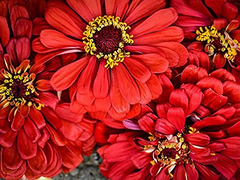 200 Seeds Zinnia WILL ROGERS Hummingbird Red Bees & Butterflies Non-GMO, Zinnia elegans, Bright Red Blooms, Attracts Pollinators