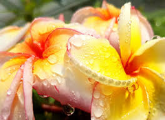 Plumeria Cutting JJ California Sunset - Fragrant Orange Blooms, Early & Long-Season Bloomer, Semi-Compact Growth