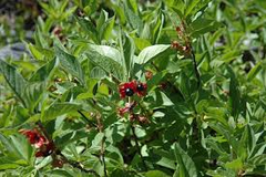 50 Twin-berry Honeysuckle Seeds (Lonicera involucrata) | Red Flower Vine Shrub, Hardy, Pollinator-Friendly, Fast-Growing