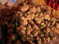 40 Jicama Seeds - Mexican Yam Bean (Pachyrhizus erosus) - Non-GMO Tuber Vegetable, Root Potato, and Edible Fruit for Garden or Farm