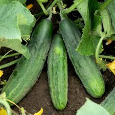 Cucumber Spacemaster 80 Seeds – 1g for Planting, Compact High Yield, Crisp Sweet, Disease Resistant, Garden & Container