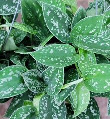 1 Scindapsus Argyraeus - Silver Pothos Live Plant in 4" Pot - Low-Light Indoor Houseplant, Trailing Vine