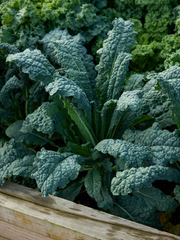 1,000 Lacinato Kale Seeds – Non-GMO Heirloom, Dinosaur Kale, Cold Hardy,