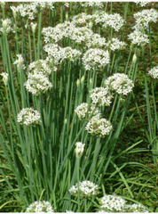 30 Bare Roots Live Plants Fresh Garlic Chives Chinese Leeks (Allium tuberosum)