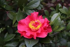 Dr. JC Raulston Camellia Japonica Starter Plant | Rare Red Variety | Live, Well-Rooted Plant | Shade-Loving Ornamental Shrub