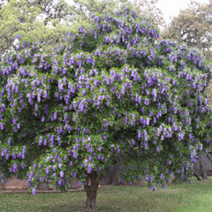 5 Texas Mountain Laurel Tree Seeds (Sophora secundiflora) – Fragrant Purple Blooms, Drought Hardy