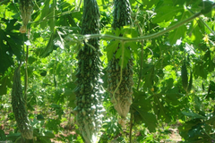 Bitter Gourd Futo Spindle Seeds – 5 Seeds for Planting, High Yield, Vigorous Vine, Heat Tolerant, Garden & Trellis Growing