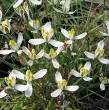 Albuca Humilis Live Plant Bulbs, 5 Pack, Unique Green-White Succulent, Moon Garden Gift, Drought-Tolerant, Easy-Care Rhizome Plant