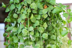 Dischidia Nummularia Cutting | Attractive Hanging Basket Plant | Easy to Grow, 1 Fresh Cutting |