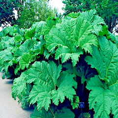 25 Gunnera Manicata Seeds - "Dinosaur Food" Giant Hardy Plant, Prehistoric, Rare, Architectural Herbaceous