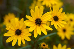 250 mg Seeds Helianthus angustifolius (Swamp Sunflower) for Planting | Vibrant Native Wildflower for Wetlands & Pollinator Gardens