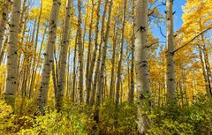Quaking Aspen Trees (Populus tremuloides), Bare Root Seedlings, 8-14 Inches Tall