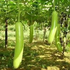 10 Seeds Snake Gourd | Lagenaria siceraria | Heirloom, Non-GMO Exotic Vegetable | Vigorous & High-Yield