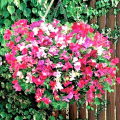 Jacko Sweet Pea Seeds – 50+ Seeds – Violet-Blue Climbing Blooms for Arches, Trellises, Borders & Cottage Gardens – USA