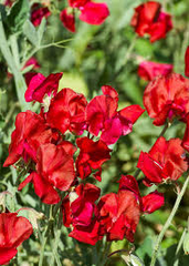 Royal Scarlet Sweet Pea Seeds – 50+ Vivid Red Blooms – Climbing Flower Vine for Trellises, Bouquets, Cottage Gardens & Arches – USA