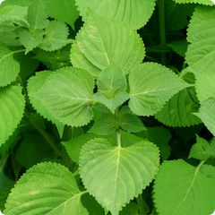 Perilla Shiso Korean Perilla Herb Seeds 500mg | Perilla frutescens | Non-GMO, Aromatic, Green Leaf, Korean Cooking, Medicinal Herb