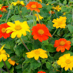 50 Seeds Sunflower Mexican Torch Mix, Non-GMO, Orange & Yellow Blooms, Pollinator Friendly, Bee Attracting, Beautiful Garden Flowers