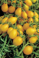 30 Yellow Pear Tomato Seeds – Heirloom, Sweet & Juicy, Non-GMO, Prolific Vine, Easy to Grow
