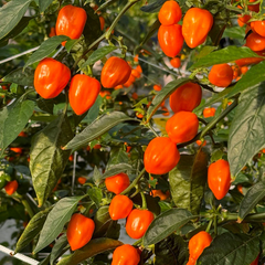20 Seeds Orange Habanero Pepper – Capsicum chinense, Fiery Heirloom Hot Pepper