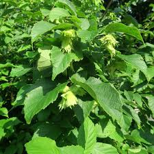 1 American Hazelnut Tree (Corylus americana) – Live Bare Root Plant 2'-3'