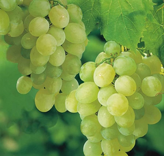 Sweet Seedless Green Grape Cutting Vine - Rooted Live Plant - Ready to Plant, Easy Care Grape Vine