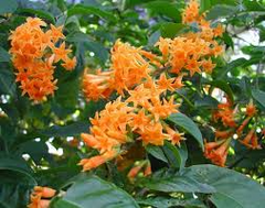 Orange Zest Jasmine (Cestrum aurantiacum) | Live Flowering Shrub | Attracts Butterflies | Hardy Zones 7-8 | 5 Ft Tall