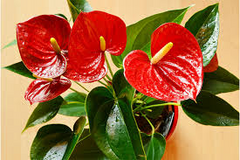 Red Sensation Anthurium Starter Plant - Live Well Rooted Seedling - King Veitchii, Indoor & Outdoor Flowering Plant