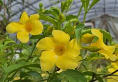 Yellow Allamanda Small Starter Plant - Golden Trumpet (Allamanda cathartica) - Tropical Perennial with Vibrant Yellow Flowers
