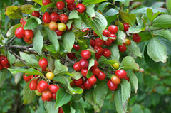 20 Cornelian Cherry Tree Seeds | Cornus mas, Edible Dogwood Berry Shrub, Fruit-bearing, Non-GMO, Hardy Shrub for Garden & Orchard
