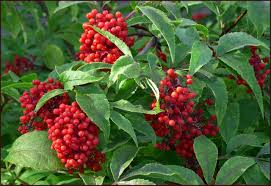 80 Red Elderberry Seeds (Sambucus racemosa), Tree Shrub, Edible Fruit, Berry, Herb, Garden Starter, Wild Elderberry, High Yield Plant