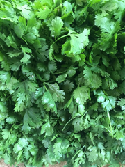 100 Seeds Santo Cilantro - Coriandrum sativum | Aromatic Herb for Culinary Use