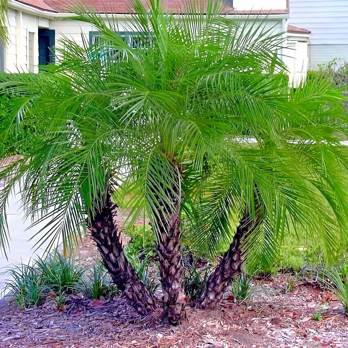 10 Dwarf Pygmy Date Palm Seeds – Phoenix roebelinii, Indoor Houseplant, 6 ft Tall, Subtropical Palm, Great for Containers & Landscaping