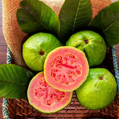 Ruby Red Guava Tree | 8"-10" Tropical Live Plant | Ready to Plant Fruit Tree | Easy to Grow | Subtropical & Tropical Zones