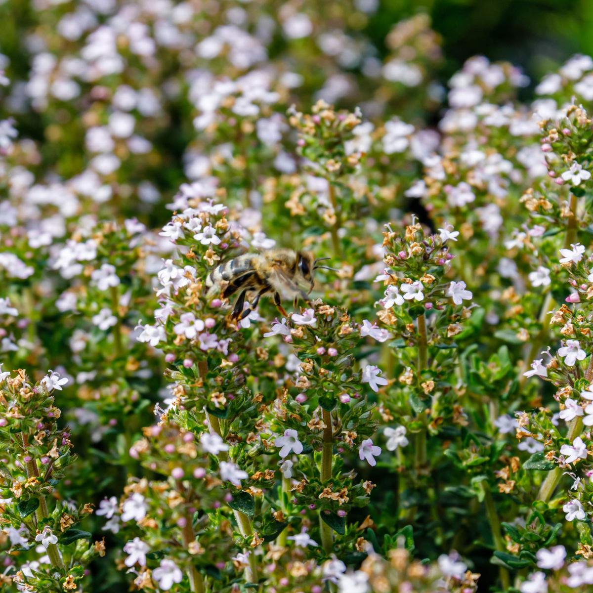 2200 Seeds Thyme (Thymus vulgaris) – Culinary Herb for Cooking, Seasoning, and Pollinator-Friendly Gardens
