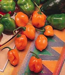 Orange Habanero Pepper Seeds | Heirloom, Non-GMO | 100,000-350,000 Scoville | 100 Days | USDA Zones 4-10 |