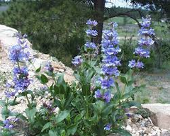 100mg Penstemon payettensis - Payette Penstemon Seeds, Rare Native Wildflower for Pollinator Gardens